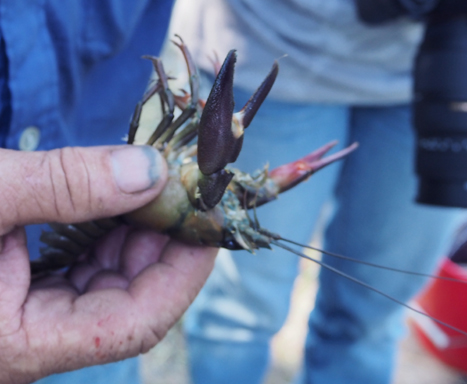 écrevisse de Californie attrapée au bord du grand étang