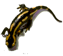 Salamandre tachetée commune