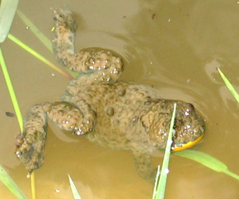 Crapaud sonneur à ventre jaune